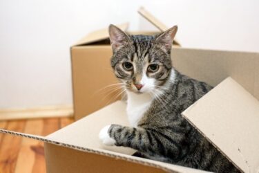 猫の保護活動団体が「夢をかなえられる家」を紹介（まいどなニュース）
