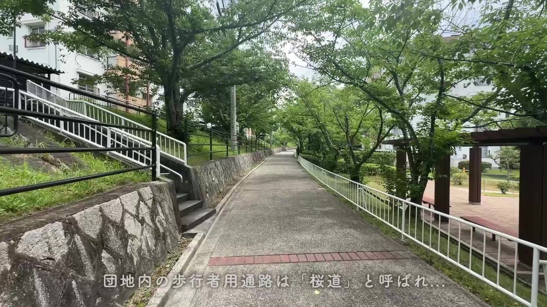 中登美第3の団地内の桜道
