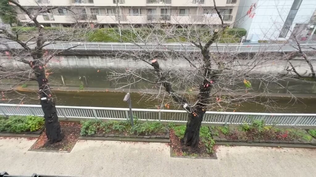 Dear WAN Court 氷川台 2LDKの桜並木