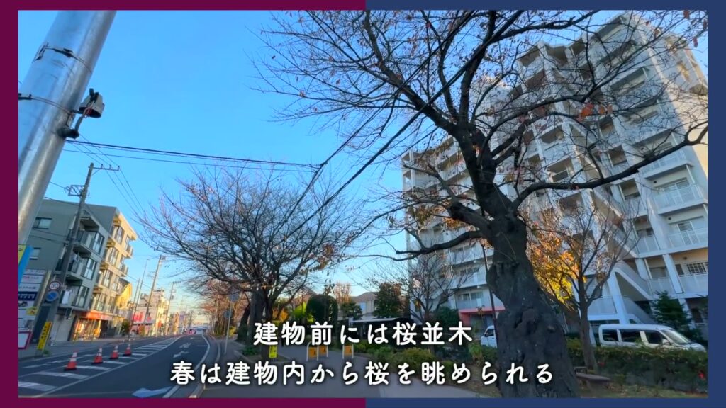 アルビス前原 2DKの桜並木