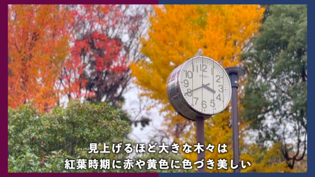 金杉台団地 3DKの公園の木々
