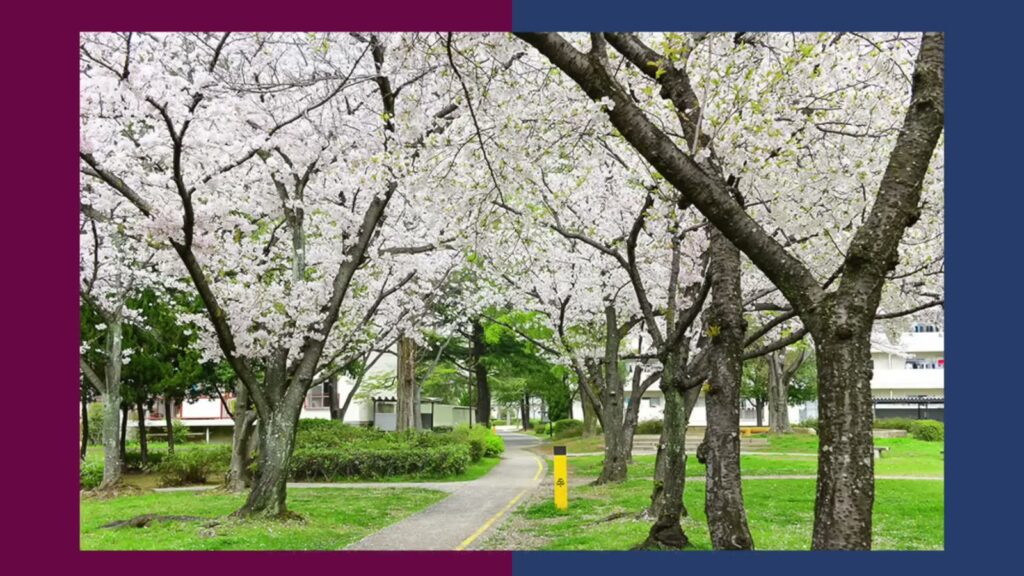 富田団地 1DKの桜並木